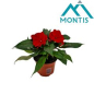 Preview: Impatiens NG rot/rot Töne