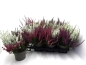 Preview: Calluna vulgaris Trio