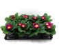 Preview: Primula acaulis Bourdeaux-/Rottöne