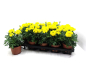 Preview: Tagetes