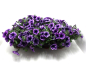 Preview: Petunia