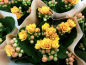 Preview: Kalanchoe gefüllt gelbrot
