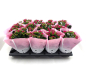 Preview: Kalanchoe purpur ungefüllt