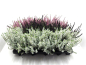 Preview: Calluna  vulg. Mix
