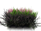 Preview: Calluna  vulg. Mix
