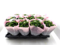 Preview: Kalanchoe rosa ungefüllt