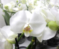 Preview: Phalaenopsis "Tablo" 2 Rispen reinweiß