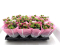 Preview: Kalanchoe pink ungefüllt