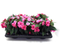 Preview: Impatiens Neu-Guinea Pink-/Rosatöne