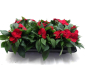 Preview: Impatiens Neu-Guinea Rottöne