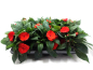 Preview: Impatiens Neu-Guinea Rottöne