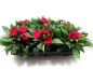 Preview: Impatiens Neu-Guinea Rottöne