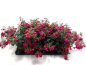 Preview: Fuchsia