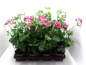 Preview: Pelargonium peltatum Rosatöne