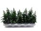 Preview: Angelonia