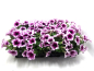 Preview: Petunia