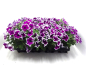 Preview: Petunia