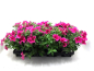 Preview: Petunia