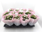 Preview: Kalanchoe gefüllt zartrosa