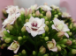 Preview: Kalanchoe gefüllt zartrosa