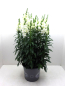 Preview: Antirrhinum majus Kübel
