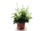 Preview: Astilbe Kübel