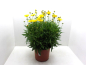 Preview: Coreopsis Kübel ungefüllt