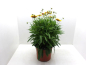 Preview: Coreopsis Kübel ungefüllt
