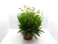 Preview: Coreopsis Kübel ungefüllt