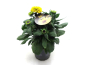 Preview: Rudbeckia "Sunbeckia" Kübel