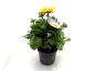 Preview: Rudbeckia "Sunbeckia" Kübel