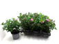 Preview: Phlox paniculata