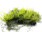 Preview: Calluna "Sunset" + Mühlenbeckia