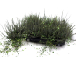 Preview: Calluna "Sunset" + Mühlenbeckia