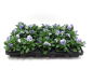 Preview: Viola cornuta