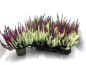 Preview: Calluna vulgaris  Twin