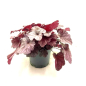 Preview: Heuchera Kübel