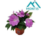 Preview: Impatiens NG lila/violette Töne