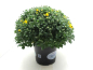 Preview: Chrysanthemum   ind. Kübel