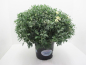 Preview: Chrysanthemum   ind. Kübel