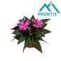 Preview: Impatiens NG lila/violette Töne