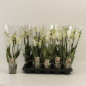 Preview: Phalaenopsis 4 Rispen weiß