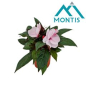 Preview: Impatiens NG rosa/pink Töne