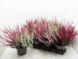 Preview: Calluna vulgaris Trio