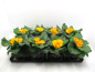 Preview: Primula acaulis Gelbtöne
