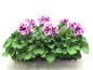 Preview: Pelargonium grand. Lilatöne