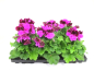Preview: Pelargonium grand. Lilatöne
