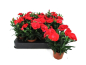 Preview: Mini Dianthus caryo.