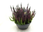 Preview: Calluna "Fluffy Kiss"