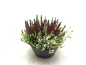 Preview: Calluna "Fluffy Kiss"